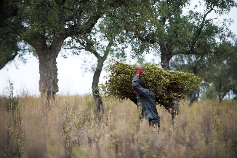 Cistus Fields at Vida de Seville